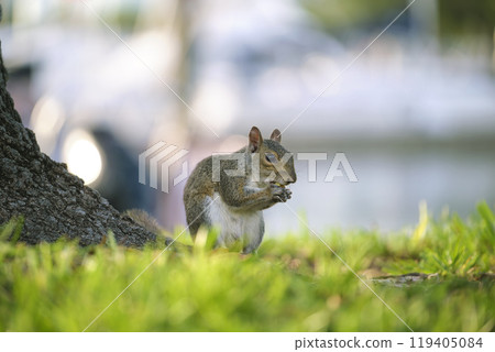 Beautiful wild gray squirrel in summer town park Beautiful wild gray squirrel in summer town park 119405084