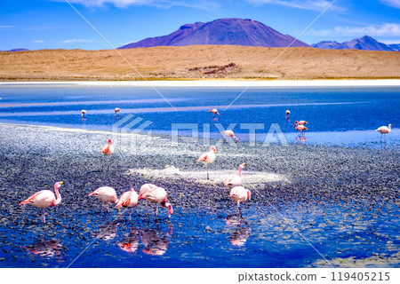 Beautiful flamingos at lagoon in Bolivia Beautiful flamingos at lagoon in Bolivia 119405215