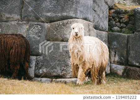 White and browm lamas near stone Sacsayhuaman walls 119405222