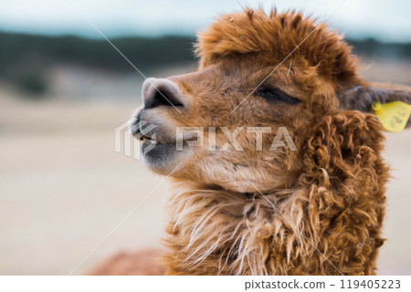 Closeup of brown lama Closeup of brown lama 119405223