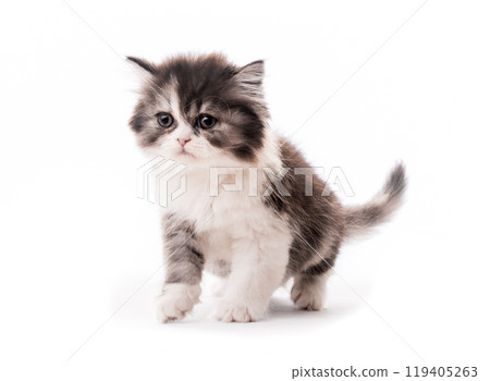 Little cute kitten isolated 119405263