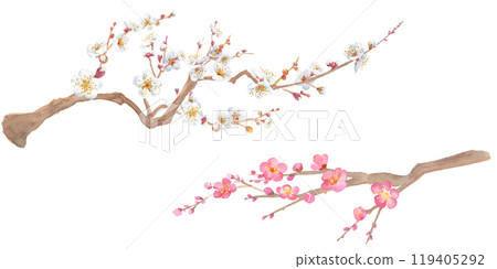 早春花朵:紅色和白色梅花的水彩插圖。新年裝飾快樂。剪貼畫。 早春花朵:紅色和白色梅花的水彩插圖。新年裝飾快樂。剪貼畫。 119405292