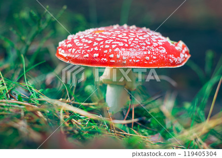 Mature Amanita Muscaria, Known as the Fly Agaric or Fly Amanita 119405304