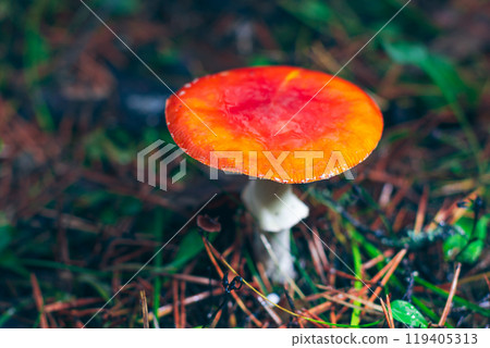 Mature Amanita Muscaria, Known as the Fly Agaric or Fly Amanita Mature Amanita Muscaria, Known as the Fly Agaric or Fly Amanita 119405313