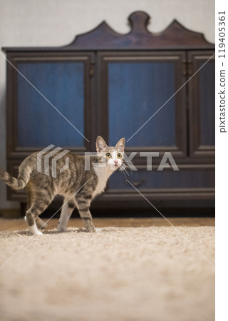 Cute tricolor tabby cat walking indoor 119405361