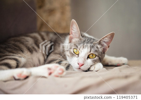 Resting cat with yellow eyes portrait 119405371