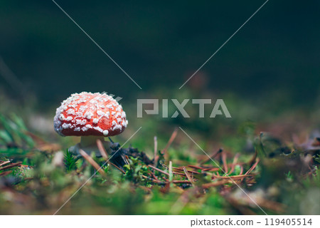 Young Amanita Muscaria, Known as the Fly Agaric or Fly Amanita 119405514