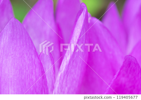 Crocus sativus petals Crocus sativus petals 119405677