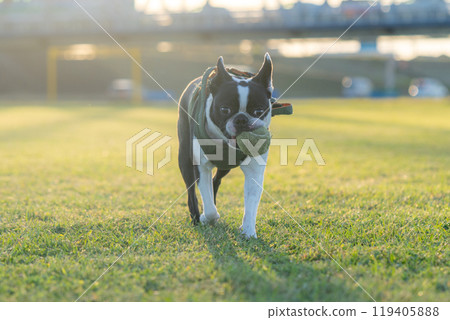 Boston terrier playing with a ball 119405888