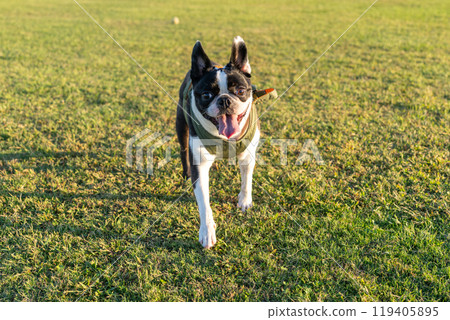 Boston Terrier Boston Terrier 119405895