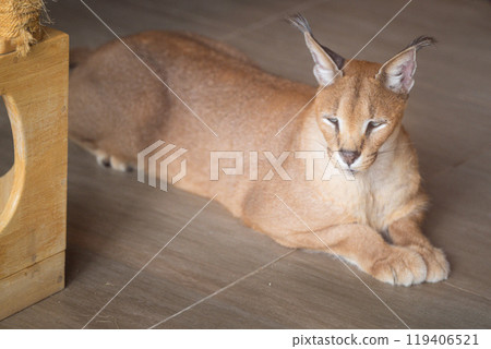A relaxed caracal lounging comfortably on a floor indoors in a serene environment during daylight hours 119406521