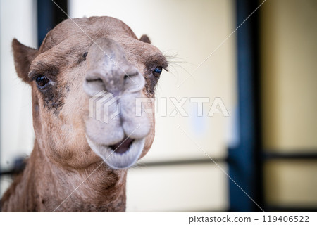 A close-up of a camel with distinctive features looking curiously in a bright indoor space during the day 119406522