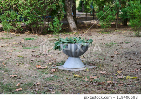 Growing cactus in a decorative bowl, landscaping Growing cactus in a decorative bowl, landscaping 119406598