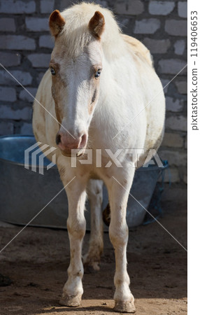 White adult horse standing outdoors 119406653