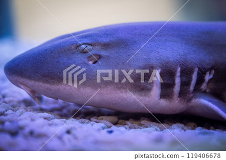 Close-up of a shark resting on the ocean floor in a serene underwater habitat during daylight hours Close-up of a shark resting on the ocean floor in a serene underwater habitat during daylight hours 119406678