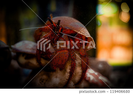 Close-up of a vibrant hermit crab adapting its shell in a marine aquarium environment under soft lighting 119406680