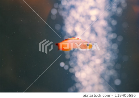 A small vibrant fish swims gracefully through clear water amidst shimmering bubbles in a peaceful aquatic habitat A small vibrant fish swims gracefully through clear water amidst shimmering bubbles in a peaceful aquatic habitat 119406686