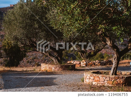 Quaint olive trees in stone-lined flowerbeds against a rocky slope Quaint olive trees in stone-lined flowerbeds against a rocky slope 119406755