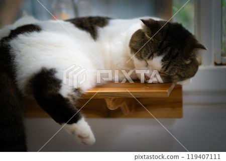 A cozy cat naps peacefully on a wooden shelf in a bright, sunlit room during the afternoon hours 119407111