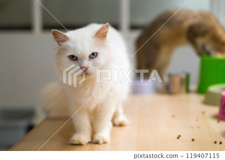 A fluffy white cat with striking blue eyes stares curiously while another cat explores a table in a cozy indoor setting 119407115