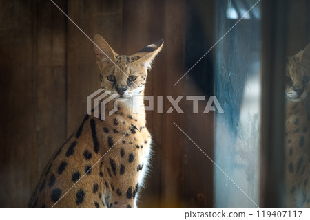 A serval gazes thoughtfully from its enclosure during a sunny afternoon at a wildlife sanctuary 119407117