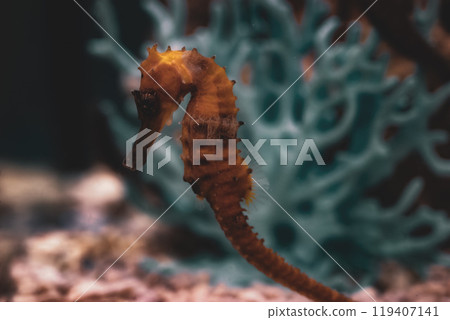 A vibrant seahorse gracefully swims near coral at an aquarium during the evening hours, showcasing its unique features and colors A vibrant seahorse gracefully swims near coral at an aquarium during the evening hours, showcasing its unique features and colors 119407141