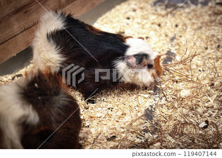 Two adorable guinea pigs resting in a cozy habitat filled with straw and wood shavings during a sunny afternoon in a pet store Two adorable guinea pigs resting in a cozy habitat filled with straw and wood shavings during a sunny afternoon in a pet store 119407144