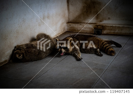 Two raccoons resting against a wall on a tiled floor in an indoor space during the day 119407145