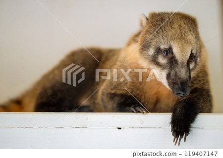 A coati relaxing on a white ledge in a cozy indoor setting during the day A coati relaxing on a white ledge in a cozy indoor setting during the day 119407147