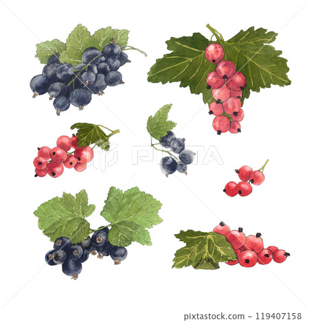 Watercolor illustration of delicious black and red currant and their leaves. Botanical illustration. 119407158