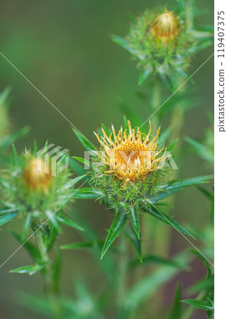 Forest yellow thorn on a green background Forest yellow thorn on a green background 119407375