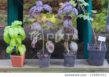 Seedling in pots. Basil is growing in rustic garden.  Growing spices. Organic garden. 119407413
