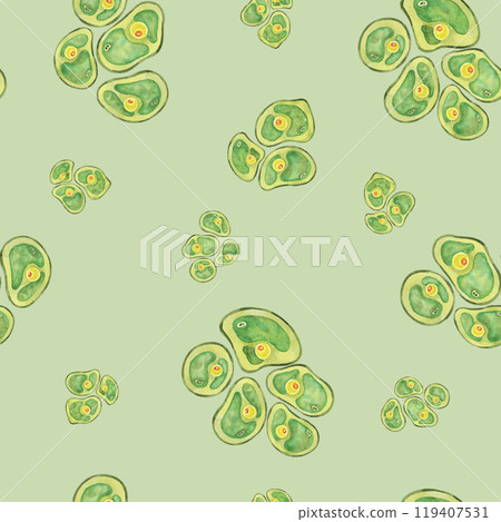 Chlorella algae cells on light green background in a seamless pattern. Watercolor seaweed clipart. Suitable for wellness product packaging, green branding, or materials on algae and nutrition Chlorella algae cells on light green background in a seamless pattern. Watercolor seaweed clipart. Suitable for wellness product packaging, green branding, or materials on algae and nutrition 119407531