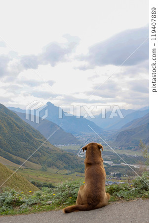 Cute dog in mountains looks into distance, view from back. contemplation of natural views Cute dog in mountains looks into distance, view from back. contemplation of natural views 119407889