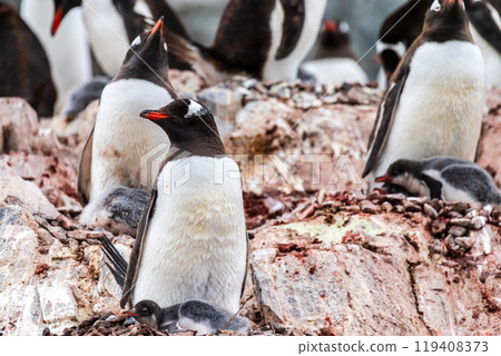 Gentoo Penguin colony on Cuverville island Gentoo Penguin colony on Cuverville island 119408373