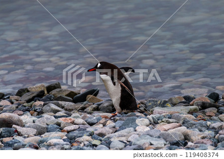 Gentoo Penguin colony on Cuverville island Gentoo Penguin colony on Cuverville island 119408374