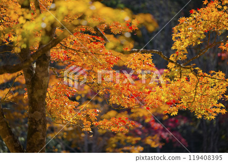 北海道的秋葉 119408395