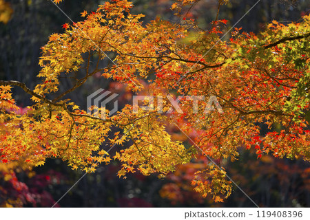 北海道的秋葉 北海道的秋葉 119408396