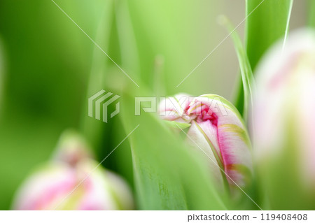 Tulip Festival 119408408