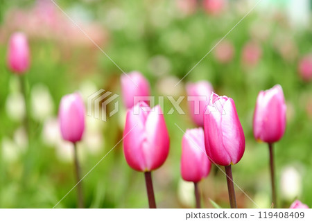 Tulip Festival 119408409