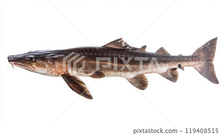 high quality image highlights a sturgeon presenting its elongated body and unique fin structure against a clean white backdrop. 119408515