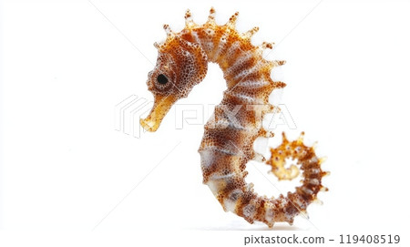 detailed representation of a seahorse characterized by its unique shape and texture is displayed against a stark white backdrop highlighting its natural beauty. 119408519