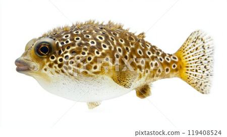 pufferfish displays its distinct patterns and features showcasing its unique body shape and vibrant colors while floating against a pristine white backdrop. 119408524