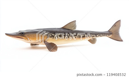 detailed representation captures the Longnose Gar with its elongated body unique coloration and prominent snout highlighting its aquatic characteristics and beauty. detailed representation captures the Longnose Gar with its elongated body unique coloration and prominent snout highlighting its aquatic characteristics and beauty. 119408532