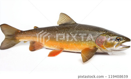 Arctic Char a unique cold water fish displays its vibrant coloration and fine details against a crisp white background perfect for educational purposes. 119408639