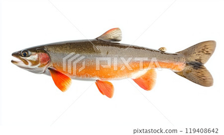 Arctic Char a distinctive freshwater fish species displays its colorful body with orange and silver hues isolated against a clean white background highlighting its beauty. Arctic Char a distinctive freshwater fish species displays its colorful body with orange and silver hues isolated against a clean white background highlighting its beauty. 119408642