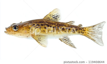 high resolution close up features an Otocinclus catfish highlighting its unique markings and structure against a clean white background perfect for identification. high resolution close up features an Otocinclus catfish highlighting its unique markings and structure against a clean white background perfect for identification. 119408644