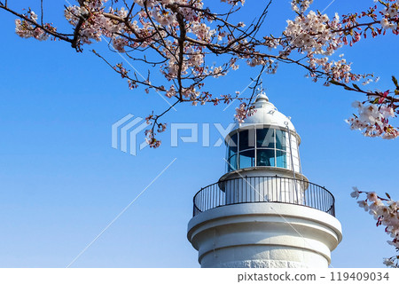 Himeshima Lighthouse and cherry blossoms 119409034