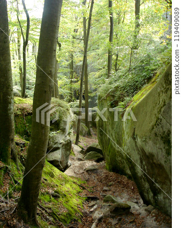 Passage between rocks with green moss and maple trees. Carpathian mountains, Dovbush rocks Passage between rocks with green moss and maple trees. Carpathian mountains, Dovbush rocks 119409089