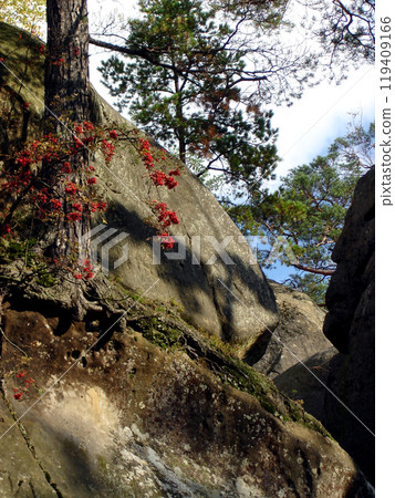 Rocks and pines against the sky with a bush of red rowan berry. Carpathian mountains, Dovbush Rocks Rocks and pines against the sky with a bush of red rowan berry. Carpathian mountains, Dovbush Rocks 119409166